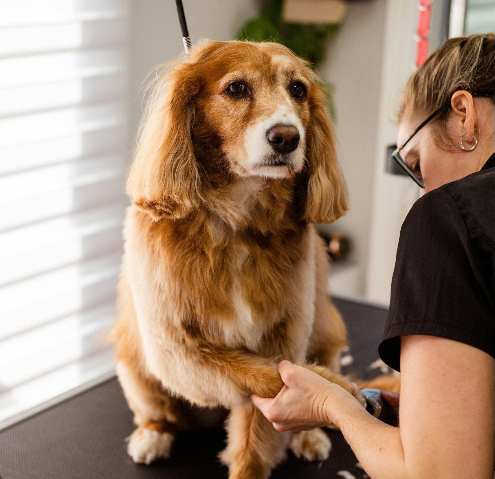 pexels-goochie-poochie-19145889